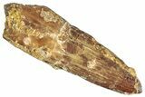 Fossil Spinosaurus Tooth - Real Dinosaur Tooth #268175-1